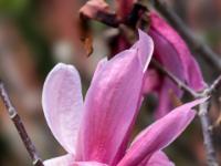 Magnolienblüte pink